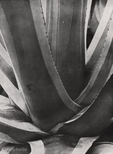 1928 Albert Renger-Patzsch Vintage Print Germany Agave Plant Botanical Photo Art picture