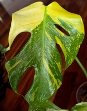 Rare Monstera Thai Electrolyte Golden Lion Tricolor 21