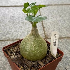 5-6cm 1Pieces Gerrardanthus macrorhizus Caudex Cactis Beautiful Garden Rare picture