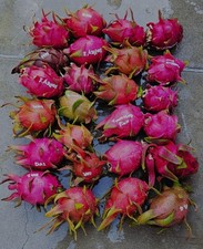 Dragon Fruit Cuttings (12 to 18 inches long) 20 Plus Varieties picture