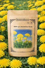 4000+ Dandelion Seeds for Planting – Heirloom Non-Gmo Taraxacum Officinale Seeds picture