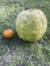 20 Seeds  Giant Lemon Fruit Ponderosa The Largest Lemon For Planting picture