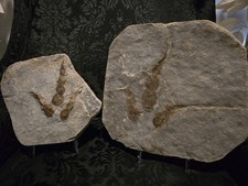 Grallator Variabilis Dinosaur Footprint Track Fossil Positive & Negative Set picture