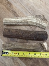 JUMBO Elk Antler Premium Dog Chew (1pc) Heartland Antlers 8 + Inch XL Grade A picture