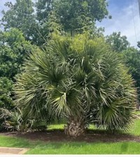 Sabal brazoriensis – 3 Gallon – Extremely Rare Texas Hybrid Palm picture
