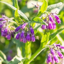 80+ Seeds Comfrey Symphytum Officinale Seeds for Planting-Plant & Grow Heirloom picture