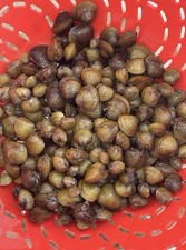 40 Live Freshwater Clams Great For Aquariums And Much More - NOT WILD picture