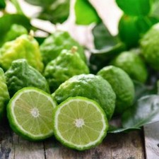 50 Kaffir Lime Seeds Citrus Hystrix Heirloom Organic picture