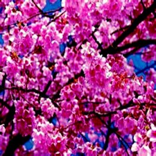 JAPANESE SAKURA CHERRY BLOSSOM TREE SEEDS (Prunus sargentii) Hardy Flower Plant picture