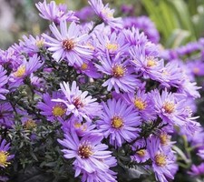 NEW ENGLAND ASTER SEEDS (Aster novae-angliae) | 250 Seeds , Perennial - USA picture