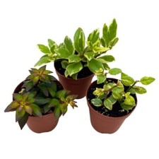 Harmony Foliage Columnea Goldfish Plant Assortment Set of 3 in a 2 inch Pot picture