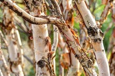 River Birch Tree Seedlings for Planting - Year Old Seedlings picture