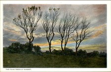 Nantucket MA Four Trees at Sunset M. W. Boyer c1900s-10s Vintage Postcard bhn picture