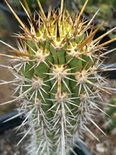 Leucostele chiloensis - Rare Cactus  -  Robust Colorful Spines Echinopsis picture