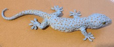 RARE Vtg Safari Ltd Gecko Toy Lizard Blue 11 in 1996 Great Shape Realistic picture