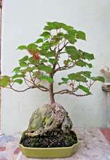 Hibiscus tiliaceus Live Mahoe plant, Giant Natural Deadwood Tropical Bonsai tree picture