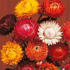 Tom Thumb Mix Strawflower Seeds | Heirloom |  | Flower Seeds | 1219 picture