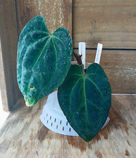 Anthurium AOS x Besseae Tropical House Plant  picture