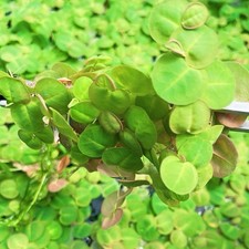 Red Root Floater 60+ Leaves Live  Aquarium Floating Plant Buy 2 Get 1 Free picture