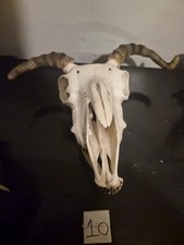 Goat Skull picture