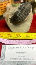 Excellent Crotalocephalus  trilobite fossil great starter collection Devonian  picture