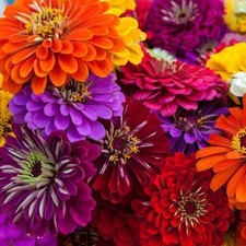 100 CALIFORNIA GIANTS ZINNIA SEED MIX |2026 SALE  NON GMO HEIRLOOM picture