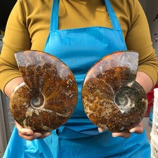 2pcs 3.82LB Natural Horn Screw Fossil Ammonite Conch Crystal Specimen Healing picture