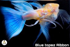 1 Pair ☆ Albino Sky Blue Topaz RB Fin C - High Quality Live Guppy Fish -Grade A+ picture
