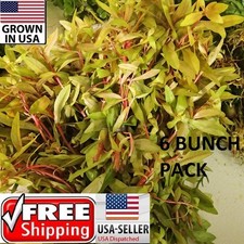 6 bunches nesaea Golden plants Easy Aquarium aquascaping planted tank low light  picture