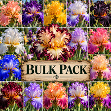 100 Iris Flowers Tall Bearded Iris Rhizomes 100 Growth Points Mixed Iris Bulk picture