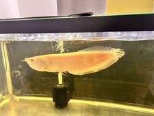 35–40 cm Silver Arowana, 75-gallon tank, tank stand, canister filter picture
