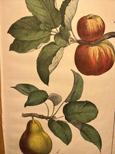 Apples 🍎 Pear 🍐 Fruits Flora Antique Lithograph 1838 Hand Coloured Botanica picture