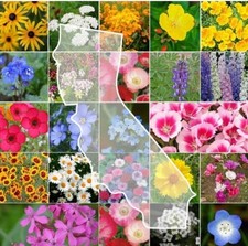 250+ California Wildflower Seed Mix | landscapes into colorful Flowers. picture