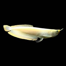 Albino Yellow Banana Arowana 3.5-4.5 ” – Exotic Live Freshwater Aquarium Fish fo picture