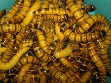1000 Live Large Superworms - Reptile Food picture