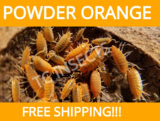 50ct Powder Orange Isopods  Bioactive   (Porcellionides pruinosus) picture