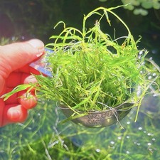 2 Ounce  Cup + Buy 2 Get 4 Free Guppy Grass Guadalupens Live Aquarium Plants picture