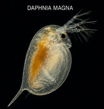 Live Daphnia Magna/Water Fleas | Live Fish Food (3–4 mm) picture