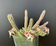 Huernia procumbens STARFISH LIFESAVER PLANT Rare Succulent Rooted Plant - 3