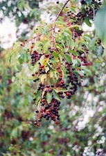 Black Cherry Trees(2) 10-14