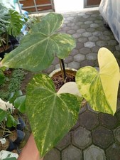 Real Picture Anthurium Sweet Love Variegated Rare Plant picture