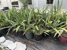 Sabal minor 3 Gallon – Large Size picture