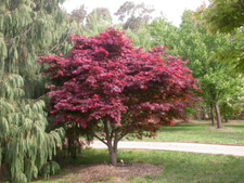 30 + ( Bloodgood ) Atropurpureum Japanese Maple tree seeds picture