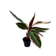 Stromanthe Triostar, Stromanthe Sanguinea, Stromanthe Thalia, and Tricolor Plant picture