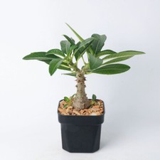 2CM Succulent Cactus Plant Pachypodium Baronii Windsorii Apocynaceae Height 25cm picture