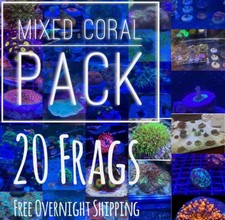 Frag pack live coral 20 Mixed Frags Free Next Day Shipping picture