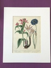 Sydenham Edwards, original antique print. The New Botanical Garden c1805 picture