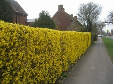 Weeping Forsythia {Forsythia suspensa}20+ seeds  picture