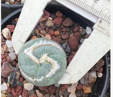 2-3cm Succulent Cactus Plant Garden Decoration Beautiful Plants picture