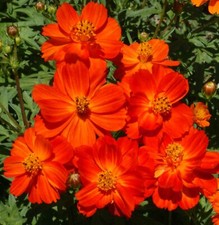 Cosmos DWARF RED 9-12” Tall Blooms all Season Butterflies Bees Non-GMO 200 Seeds picture